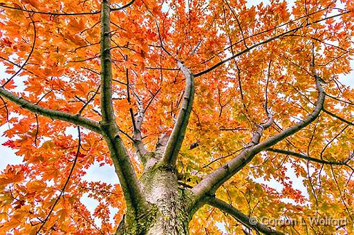 Up An Autumn Tree_46207-9.jpg - Photographed at Smiths Falls, Ontario, Canada.